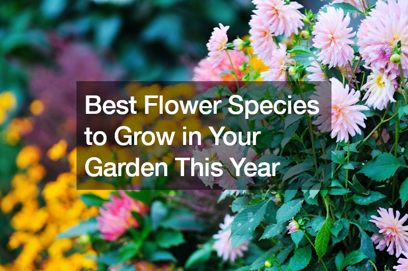 Best Flower Species to Grow in Your Garden This Year
